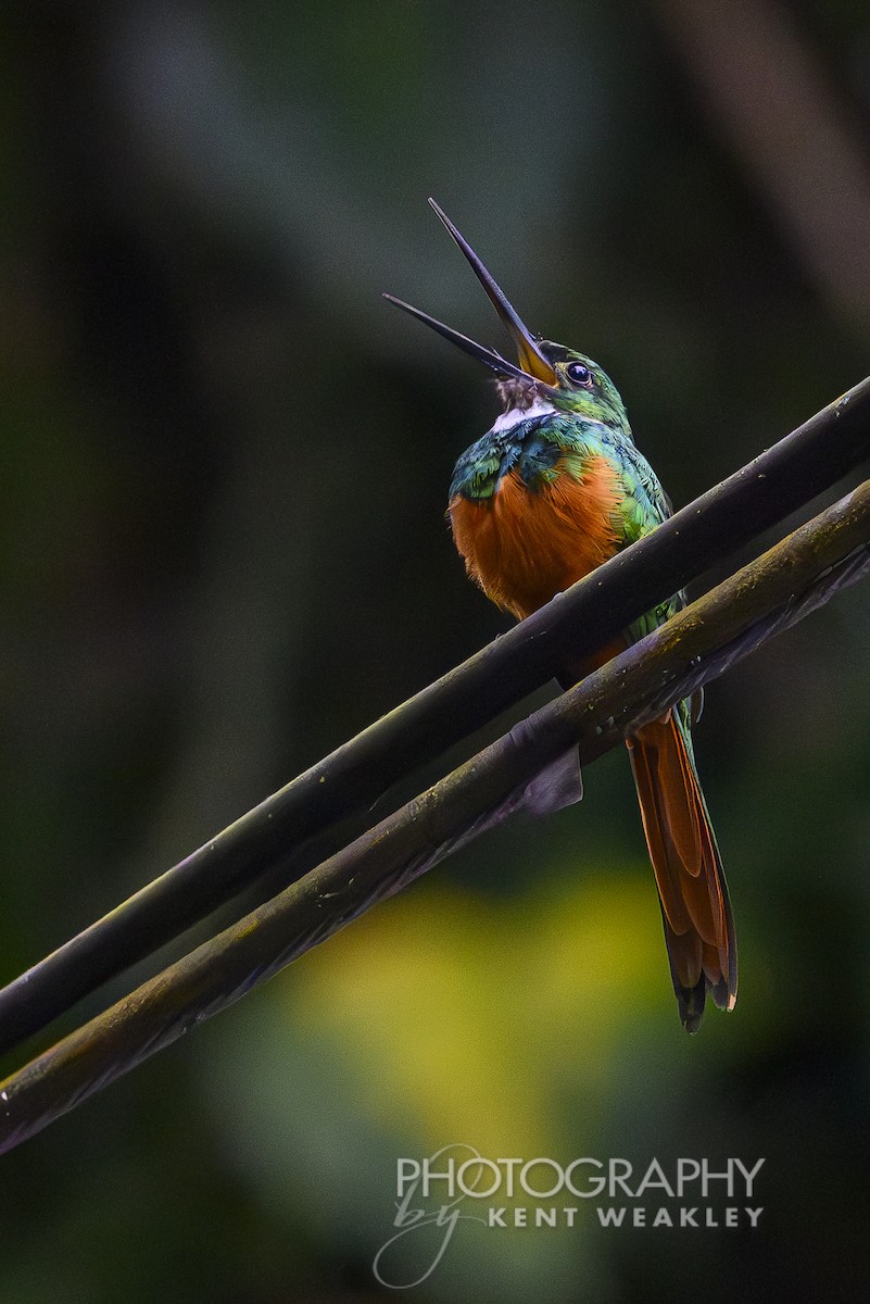 Rufous-tailed Jacamar - Kent Weakley