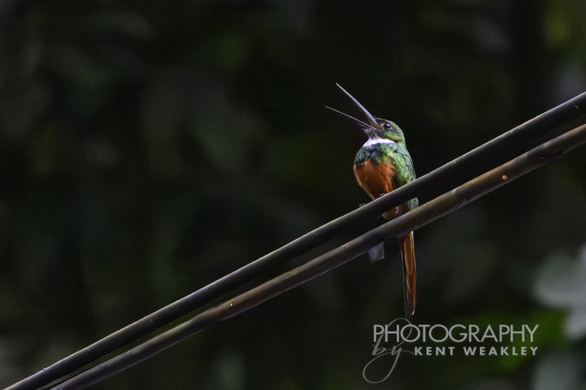 Rufous-tailed Jacamar - ML622032952