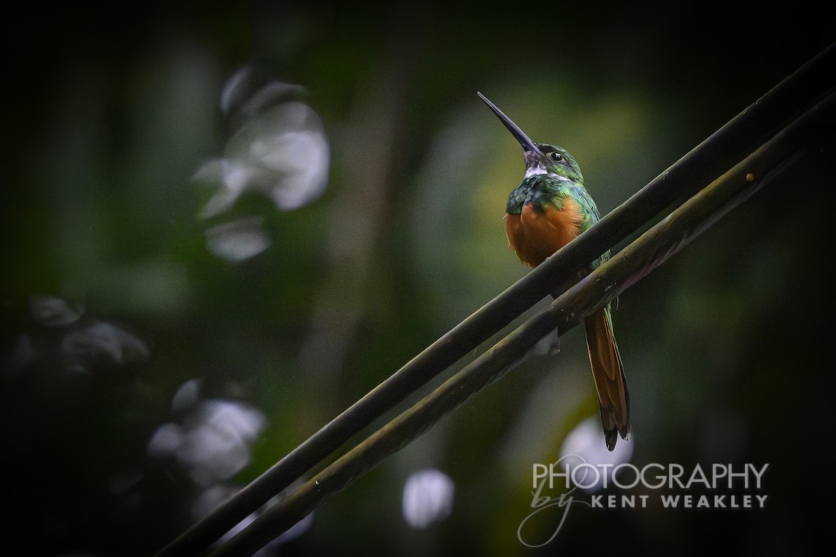 Rufous-tailed Jacamar - Kent Weakley