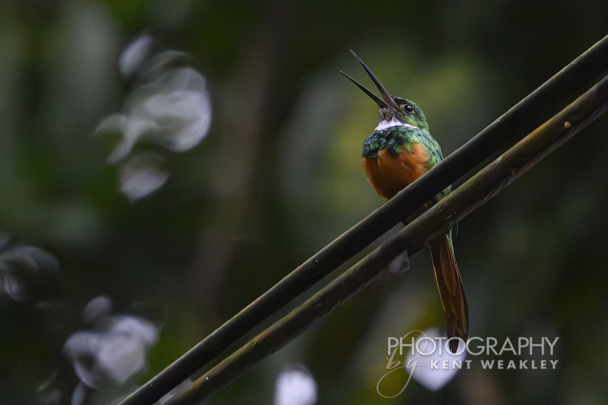 Rufous-tailed Jacamar - ML622032954