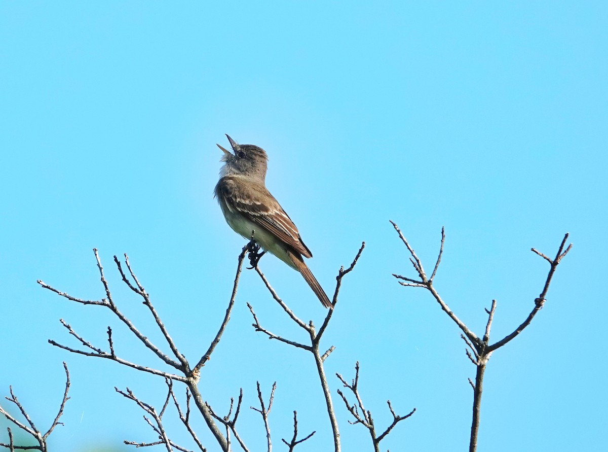 Willow Flycatcher - Claus Holzapfel