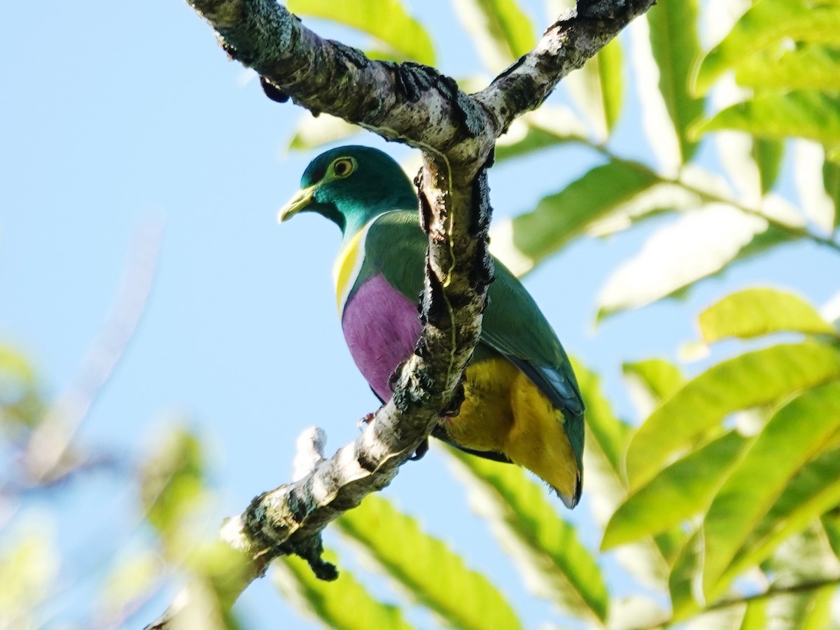 Geelvink Fruit-Dove - ML622032993