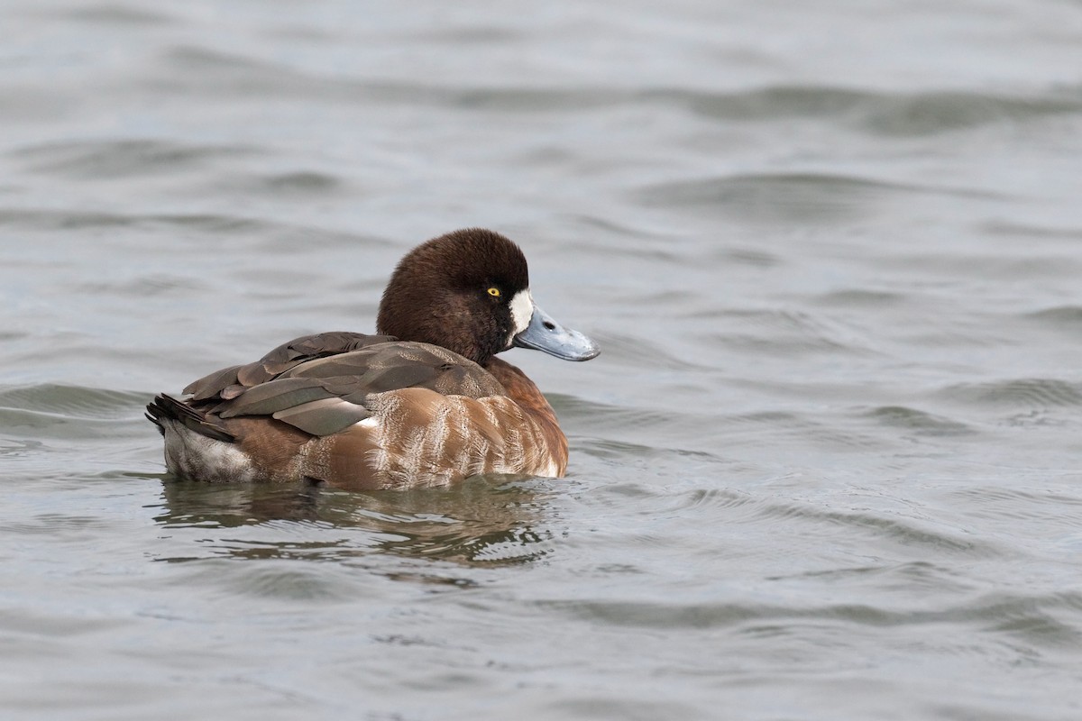 Greater Scaup - ML622032999
