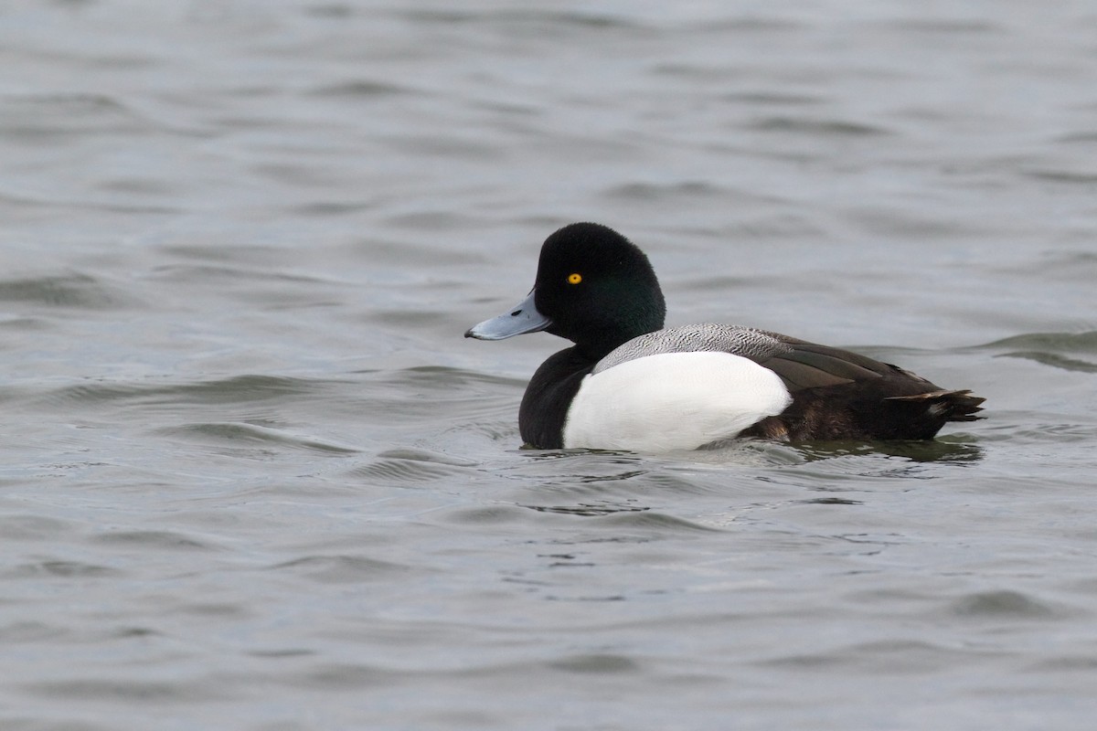 Greater Scaup - ML622033006