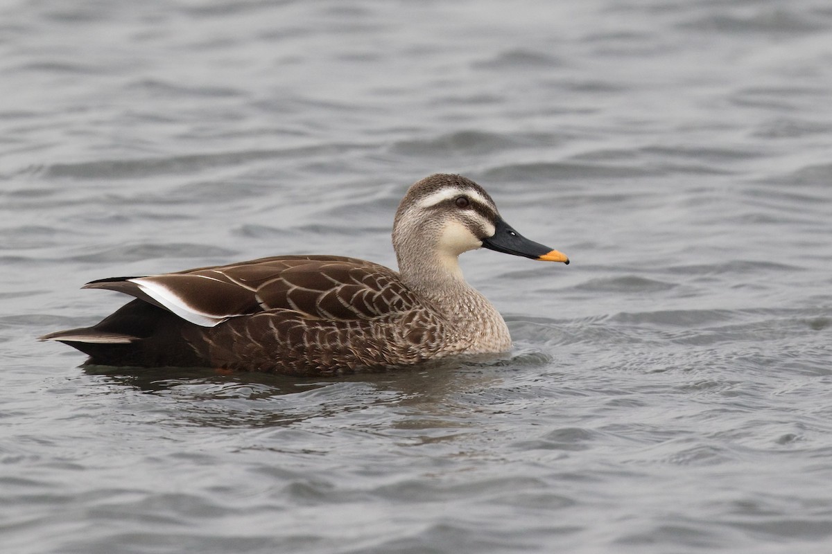 Eastern Spot-billed Duck - ML622033017