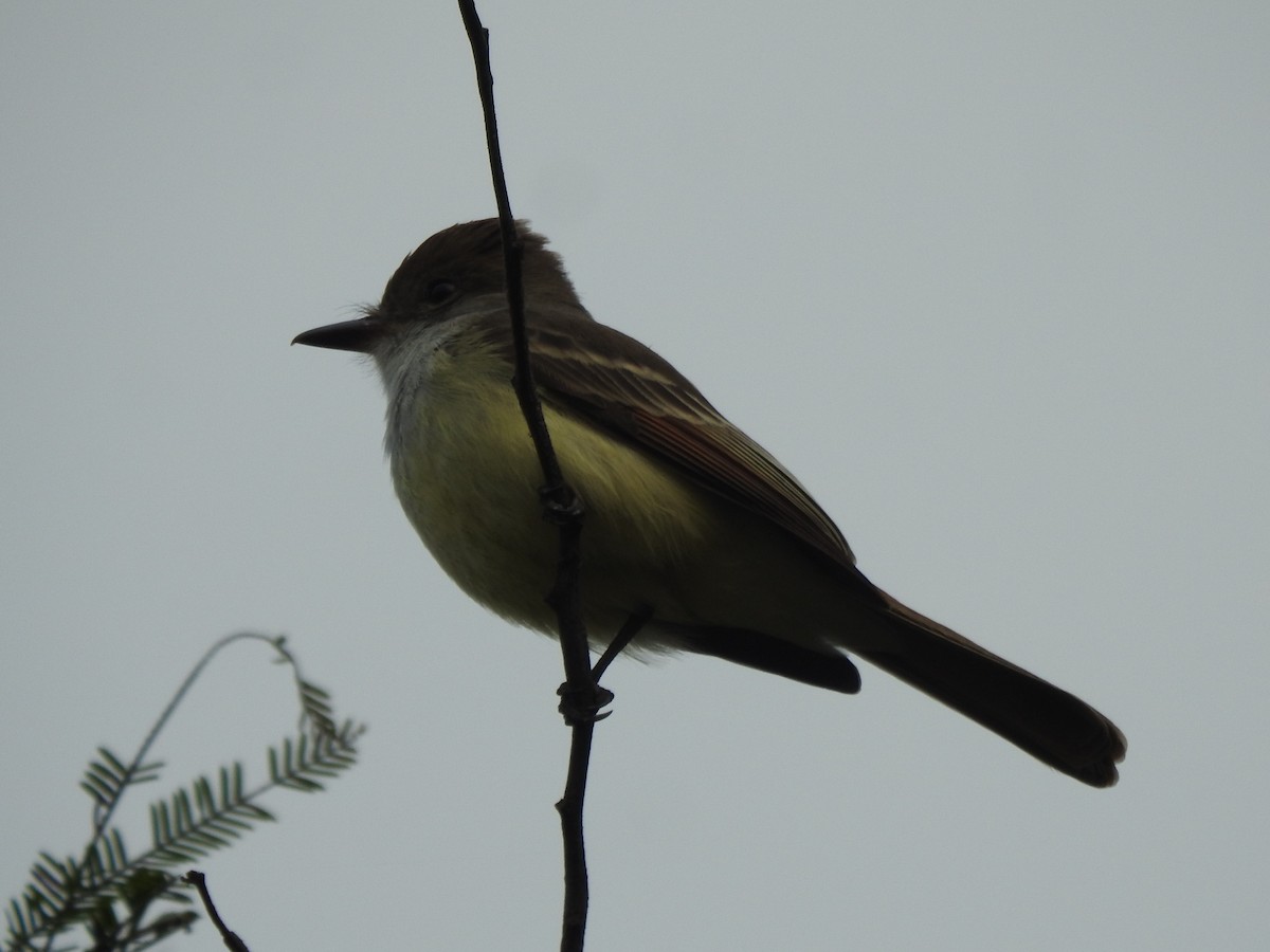 Brown-crested Flycatcher - ML622033032