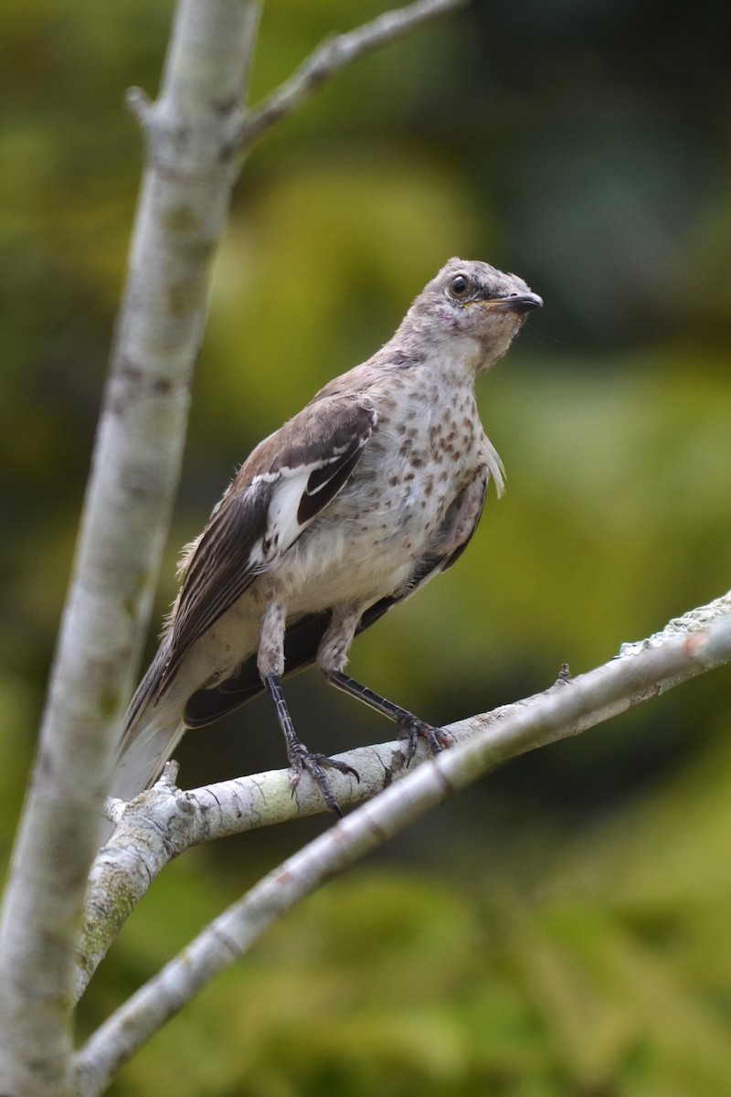 Northern Mockingbird - ML622033056