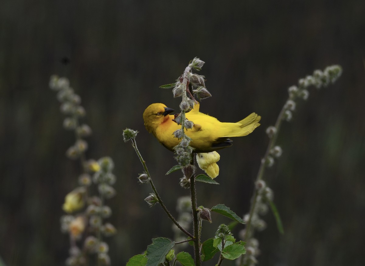 Holub's Golden-Weaver - ML622033114