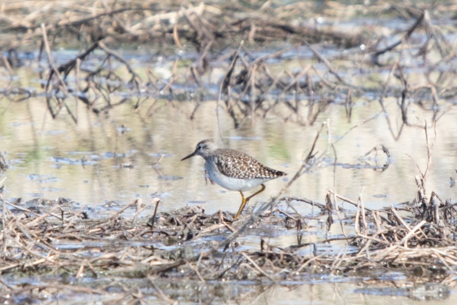 Wood Sandpiper - ML622033238