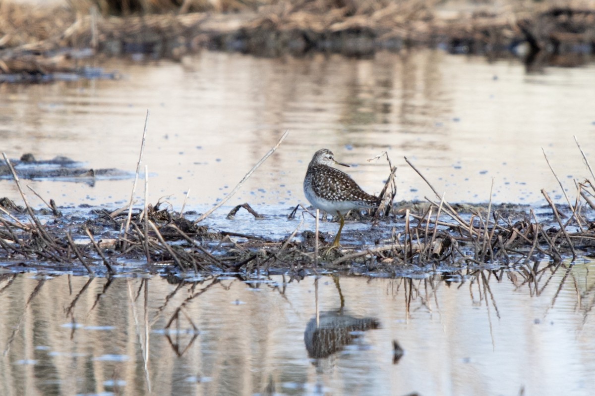 Wood Sandpiper - Marina Koroleva