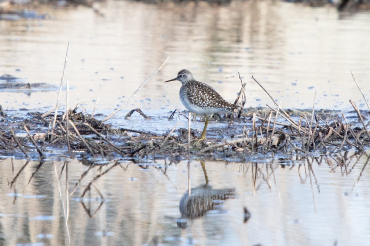 Wood Sandpiper - ML622033240