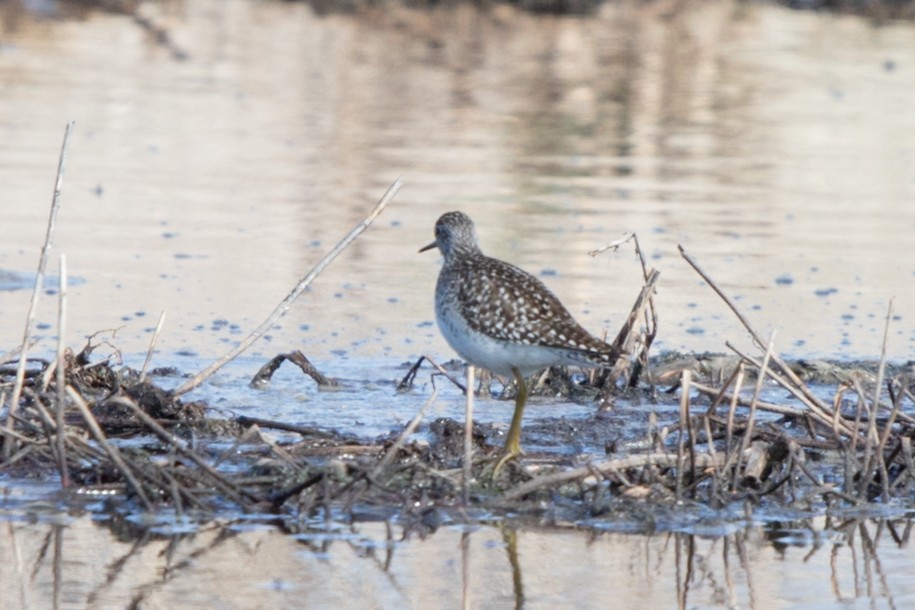 Wood Sandpiper - ML622033241