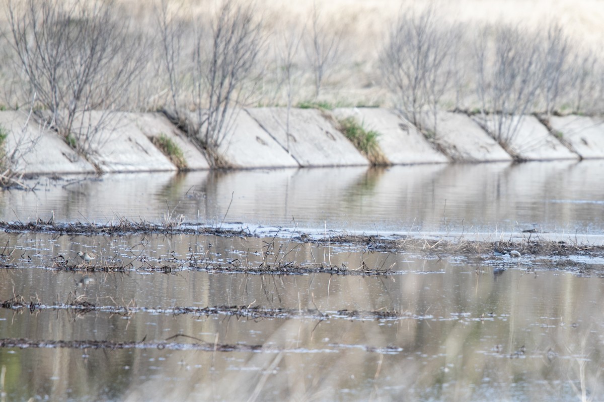 Wood Sandpiper - ML622033242