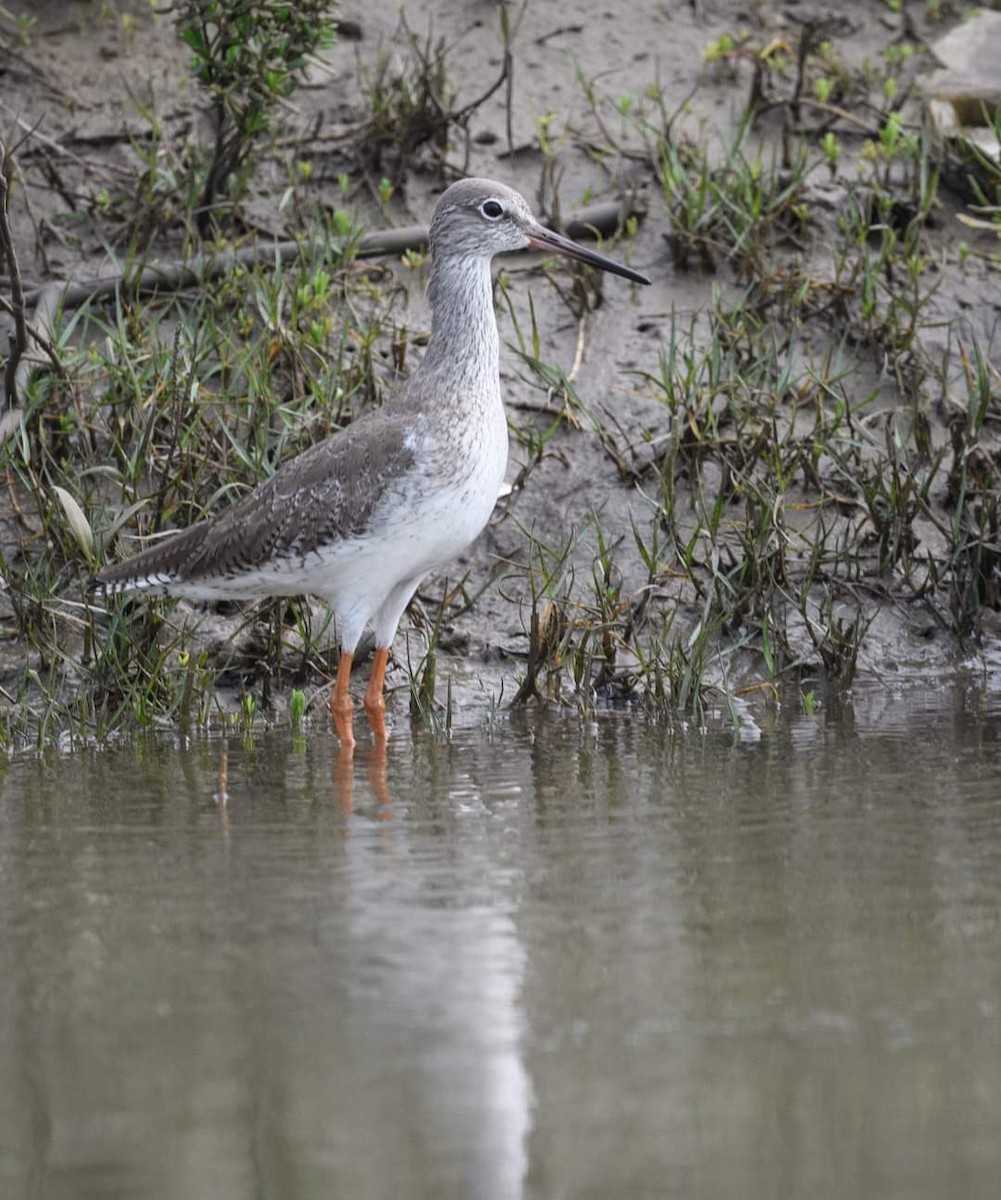 Common Redshank - ML622033265