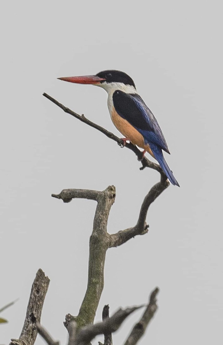 Black-capped Kingfisher - ML622033295