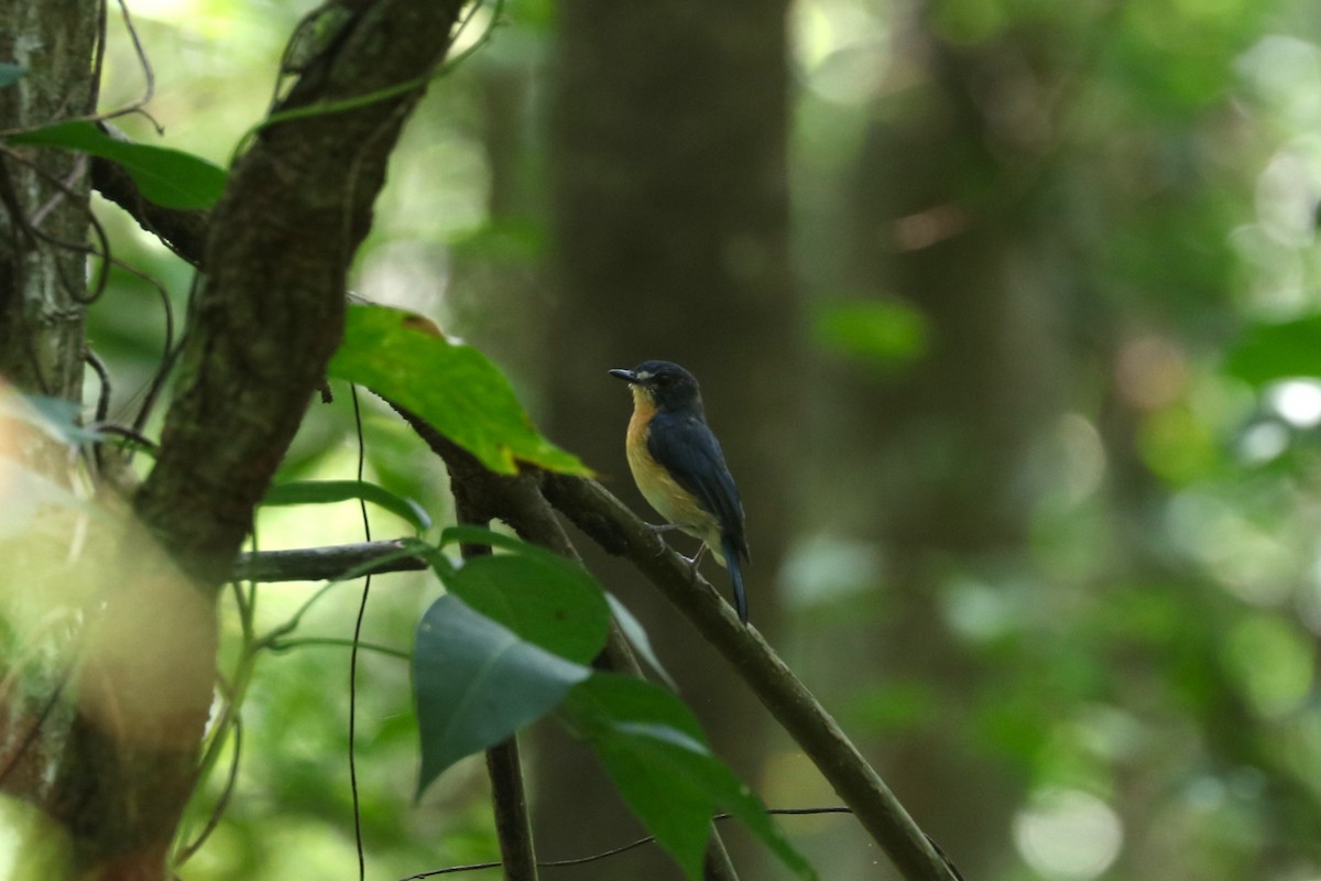 Mangrove Blue Flycatcher - Ben Weil