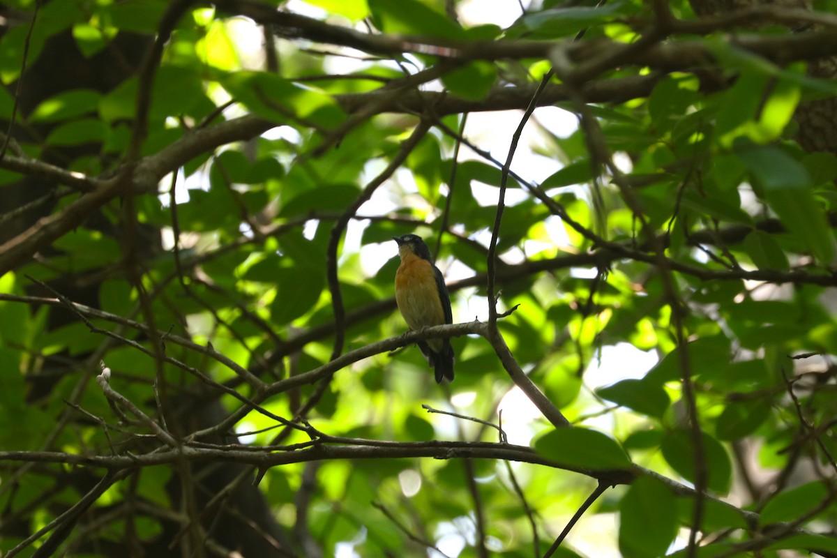 mangrovefluesnapper - ML622033299