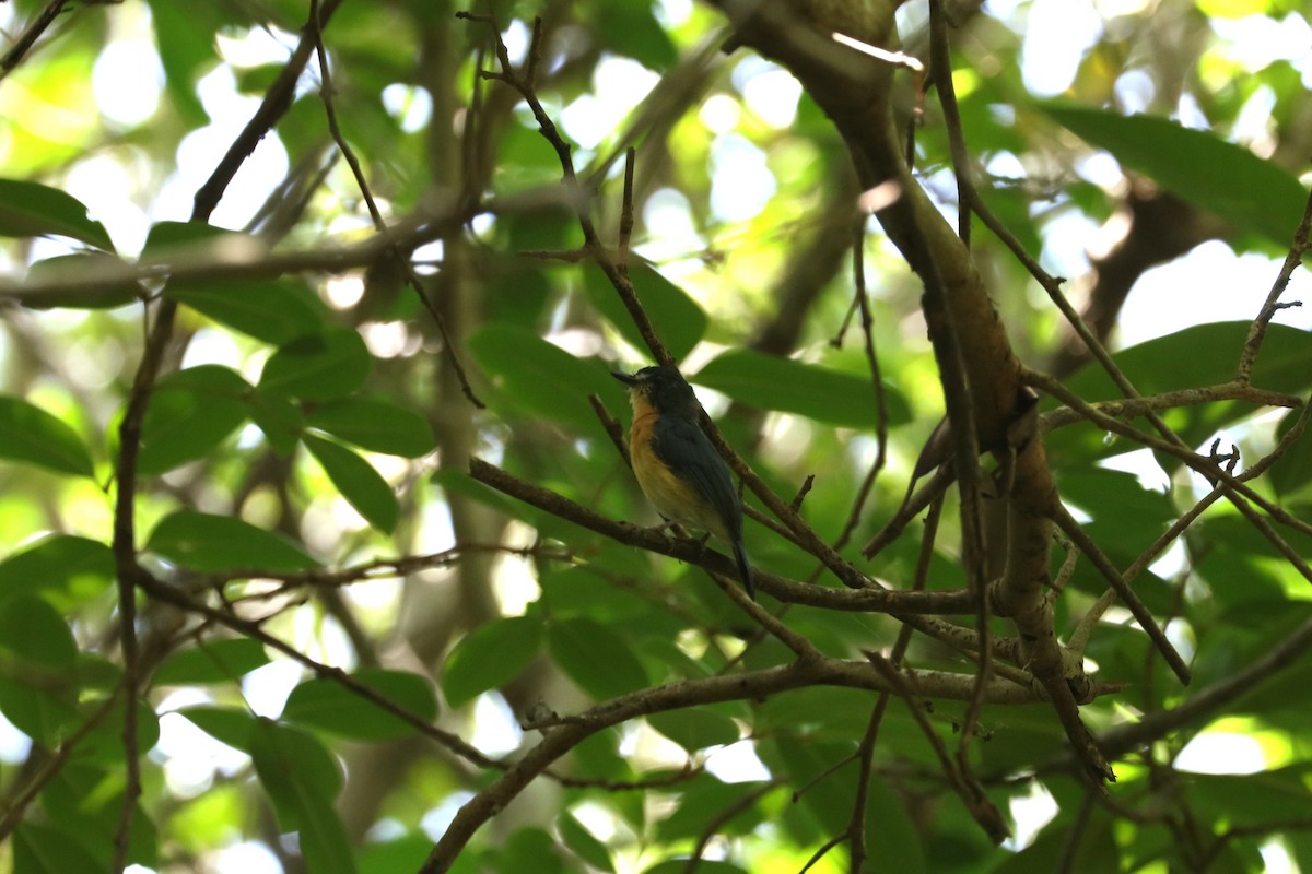 mangrovefluesnapper - ML622033300