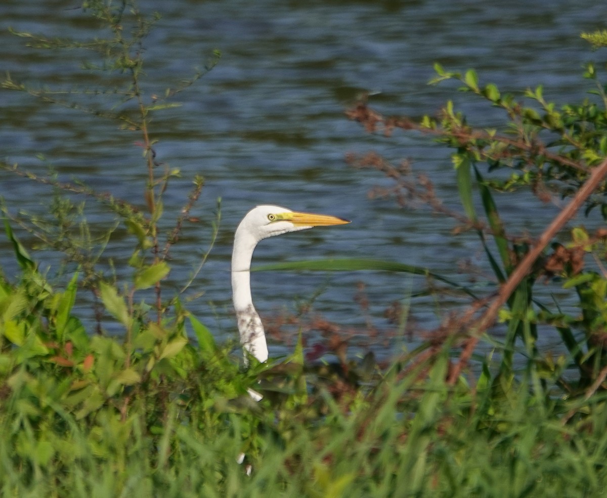 Great Egret - Dave Hart