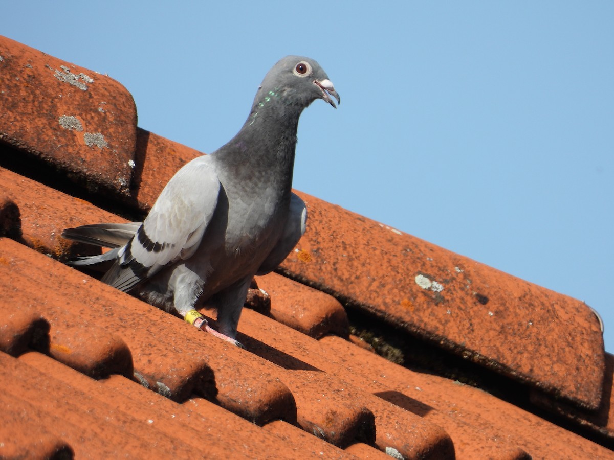 Rock Pigeon (Feral Pigeon) - ML622033550