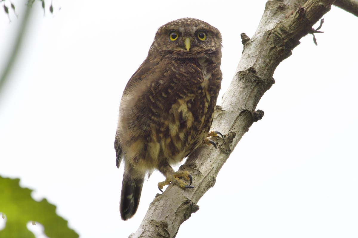 Yungas Pygmy-Owl - ML622033621