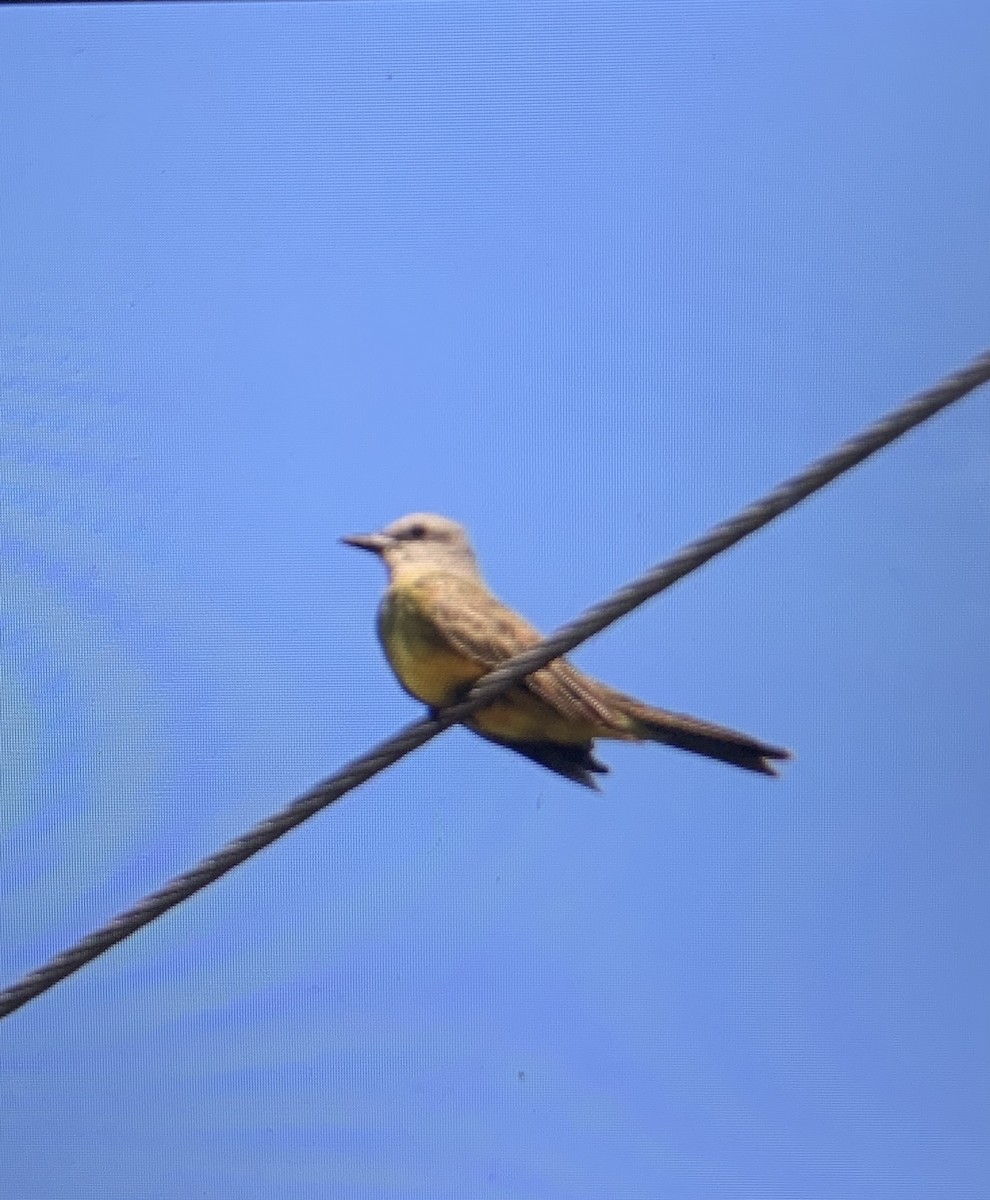 Tropical Kingbird - ML622033645