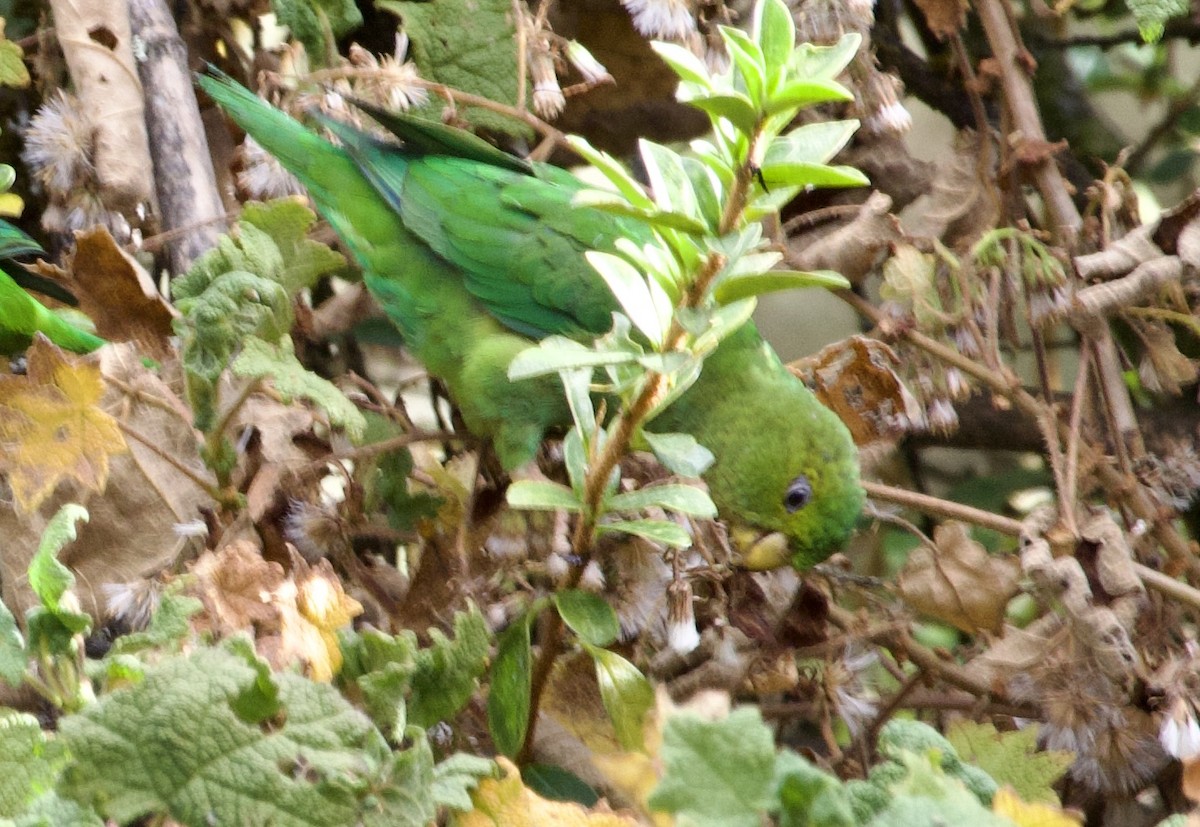 Andean Parakeet - ML622033670