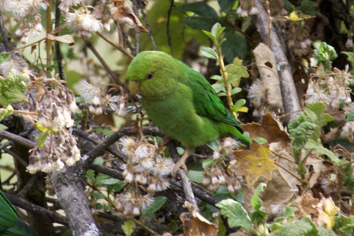 Andean Parakeet - Claire Christensen