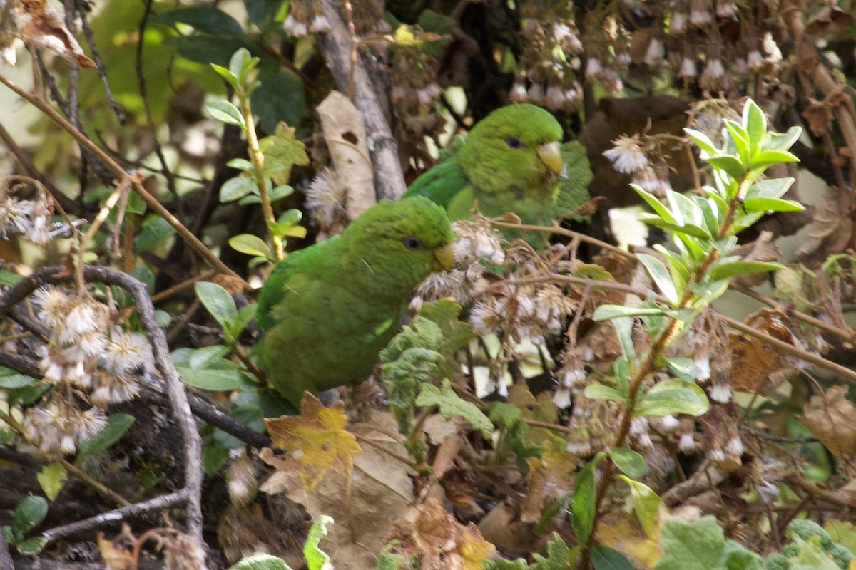 Andean Parakeet - ML622033672