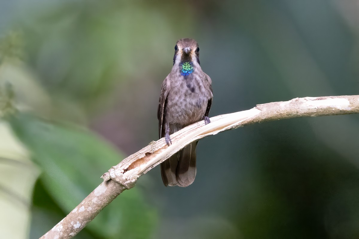 Brown Violetear - ML622033676