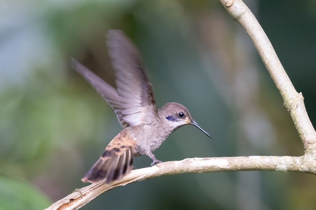 Brown Violetear - ML622033678