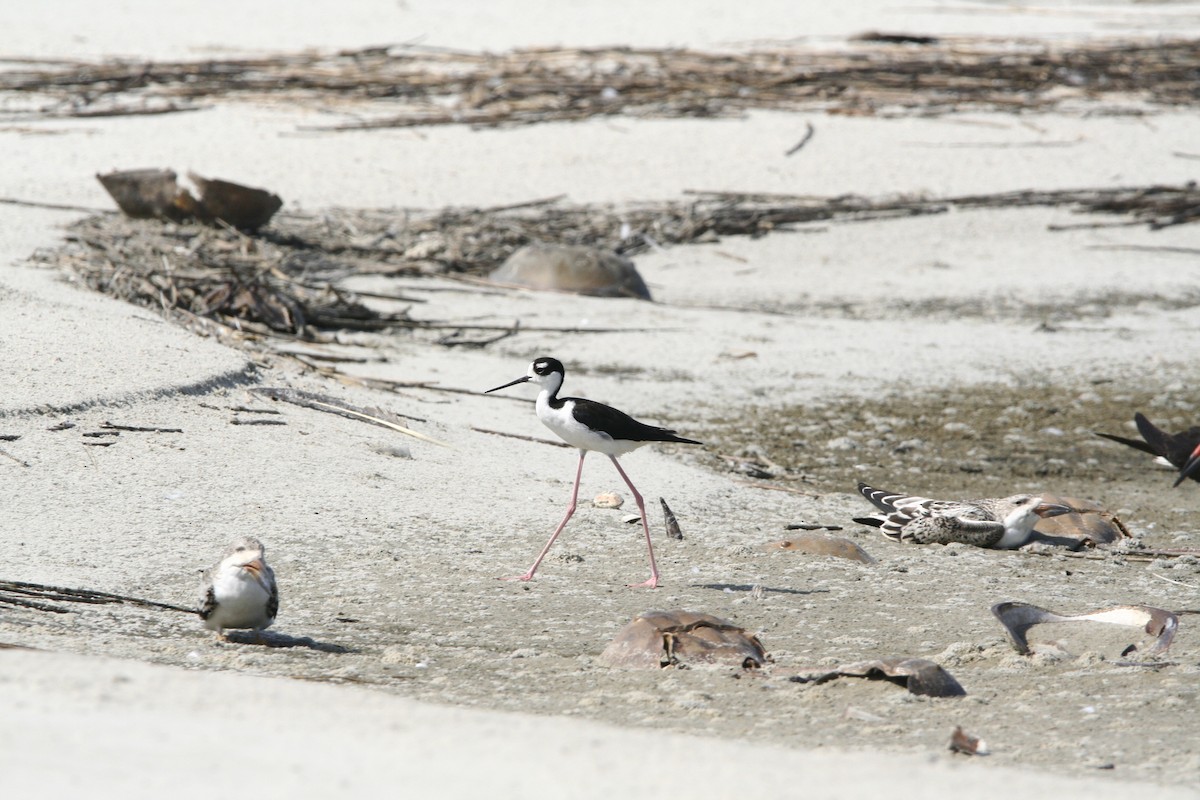 Black-necked Stilt - Allie Hayser