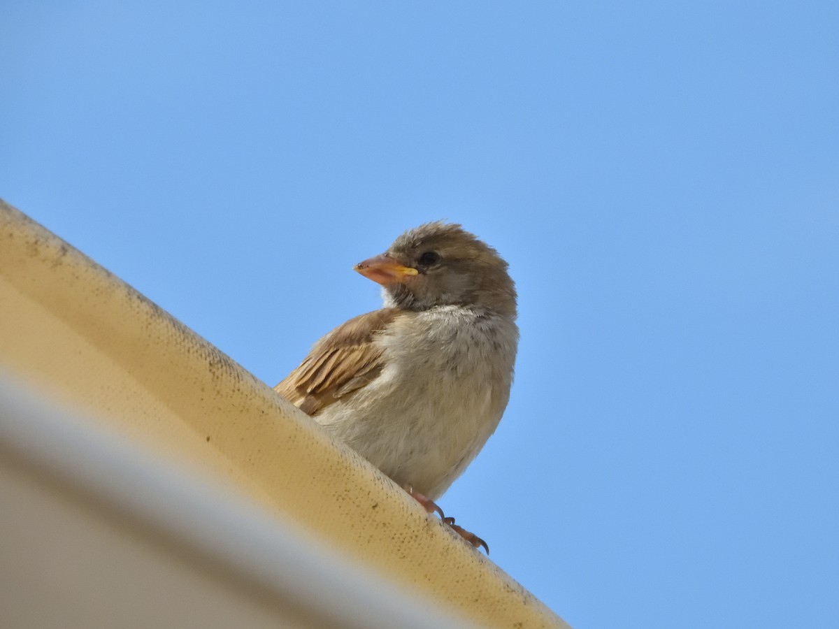 House Sparrow - ML622033692