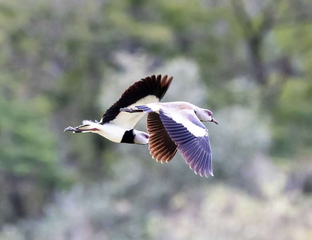 Southern Lapwing - Silvia Nishida