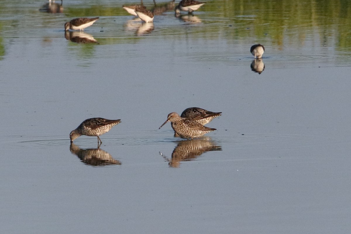 Stilt Sandpiper - ML622033705