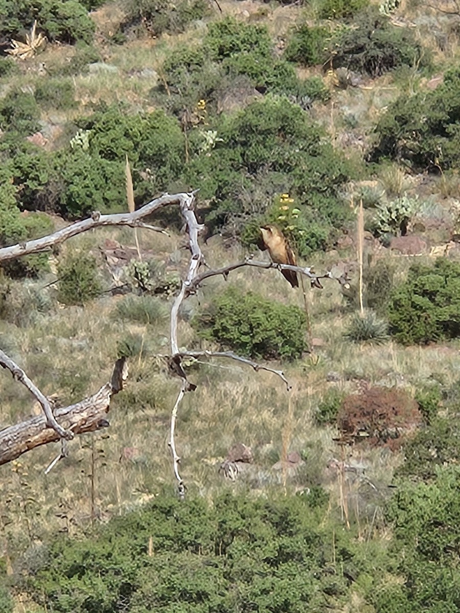 Lucifer Hummingbird - ML622033814