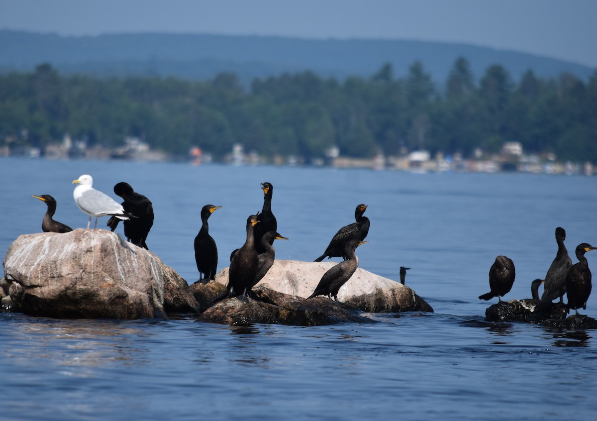 Double-crested Cormorant - ML622033898