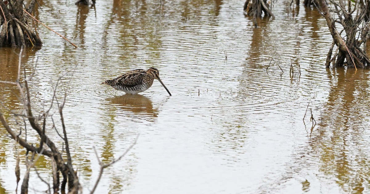 Wilson's Snipe - ML622033943