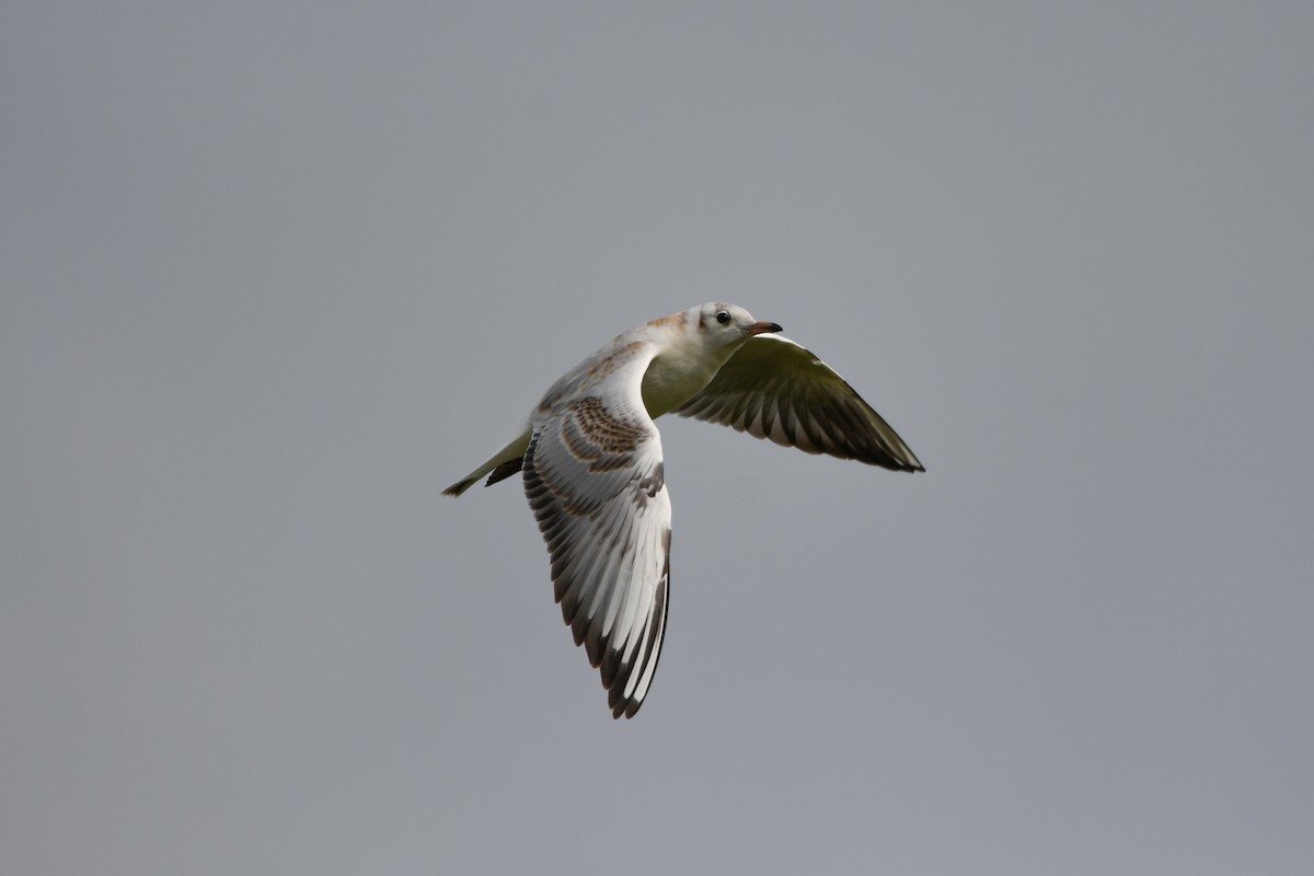 Black-headed Gull - Holly Hilliard