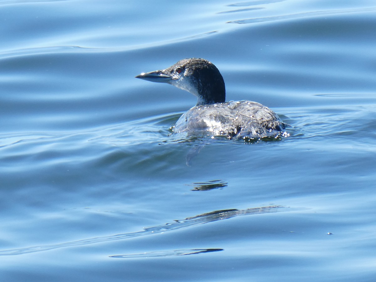 Common Loon - ML622034096