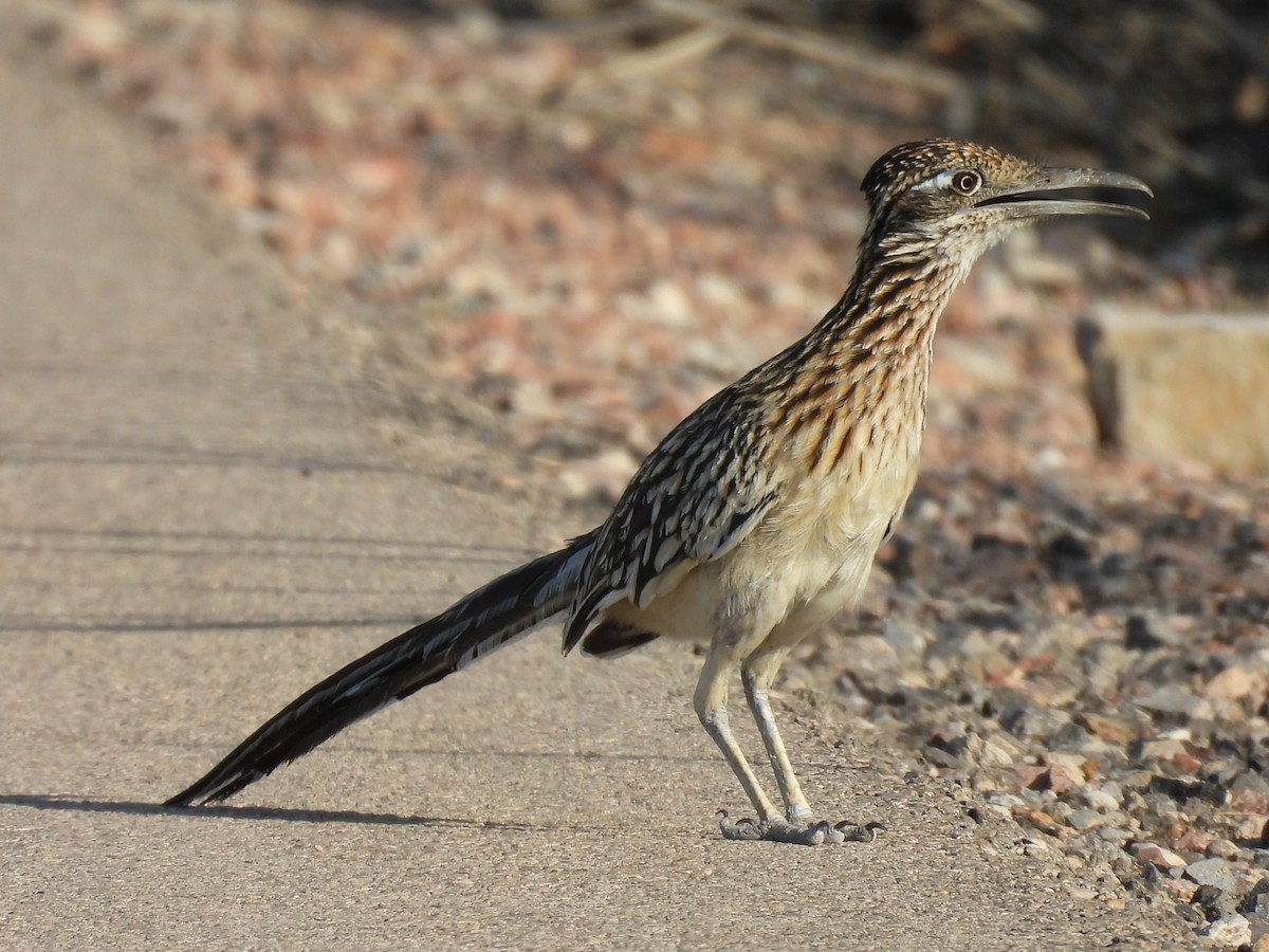 Greater Roadrunner - Jay Mager
