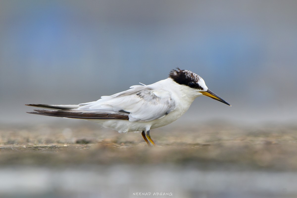 Saunders's Tern - ML622034131