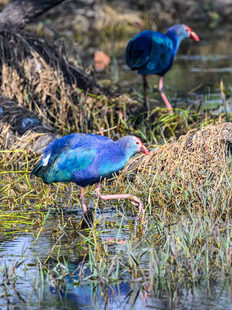 Gray-headed Swamphen - ML622034170