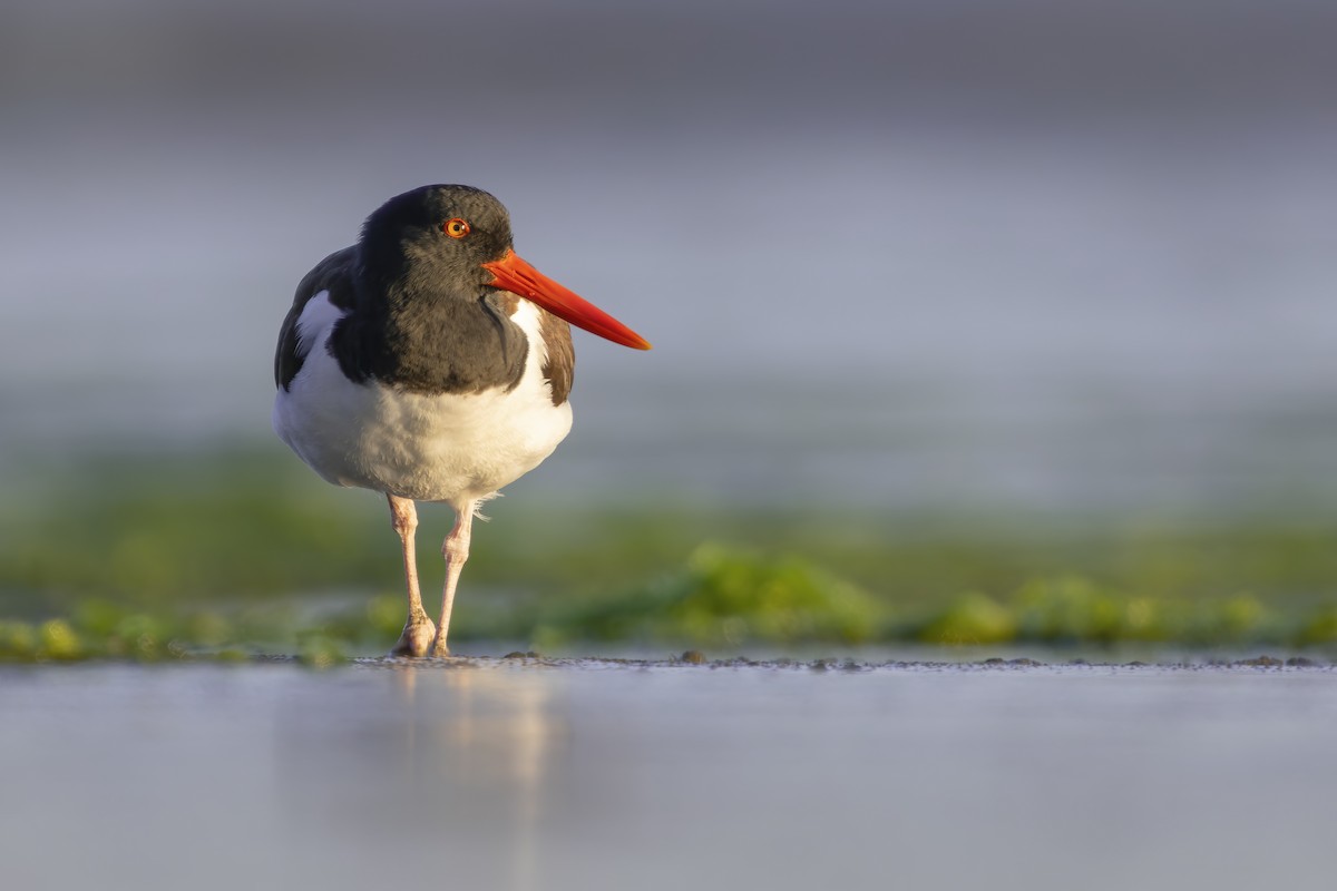 American Oystercatcher - ML622034182