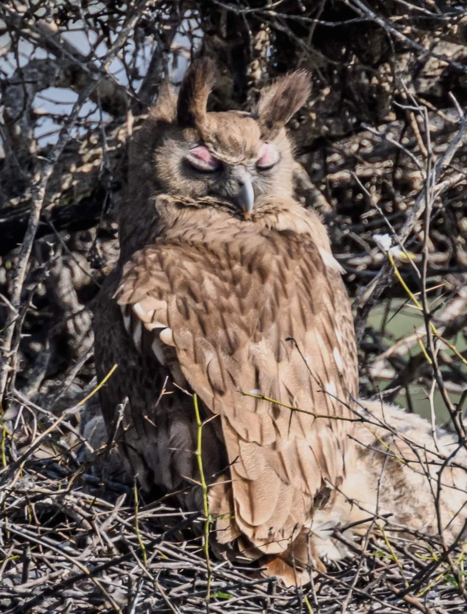 Dusky Eagle-Owl - ML622034223