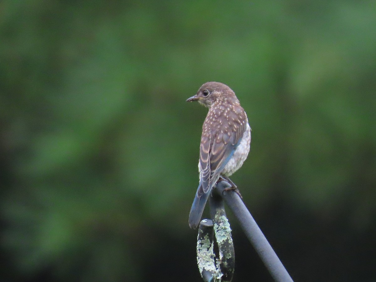 Eastern Bluebird - ML622034231