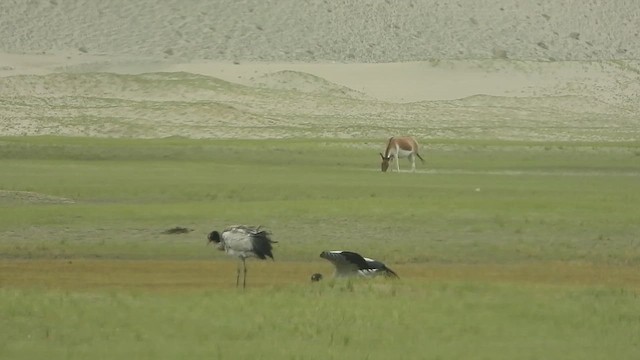 Black-necked Crane - ML622034241