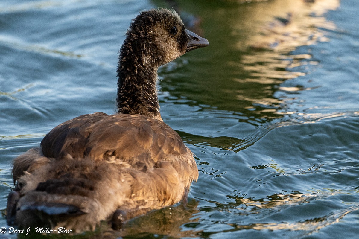 Canada Goose - Dana Miller-Blair
