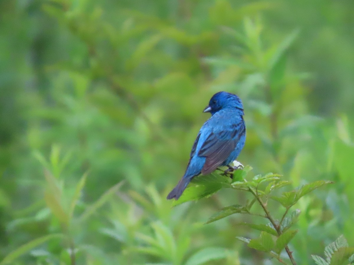 Indigo Bunting - ML622034284