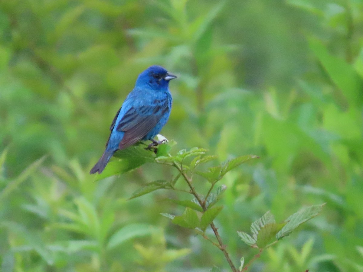 Indigo Bunting - ML622034285